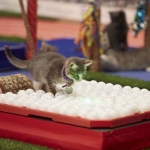 Olympic Summer Games with…CATS!
